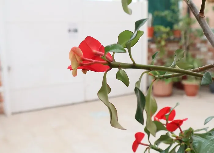 בית הארחה Happy 3*